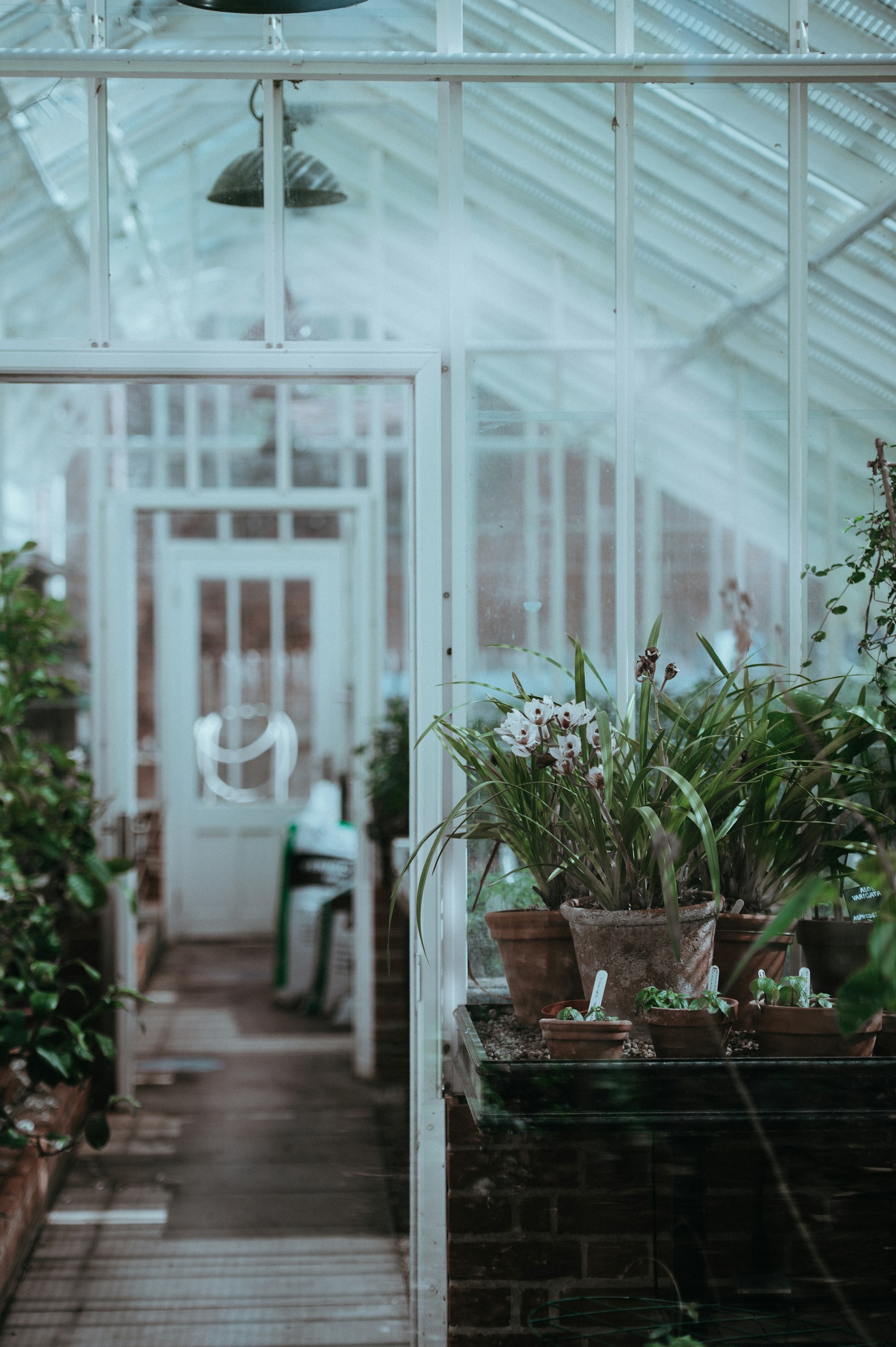 Sunlit plants inside a greenhouse