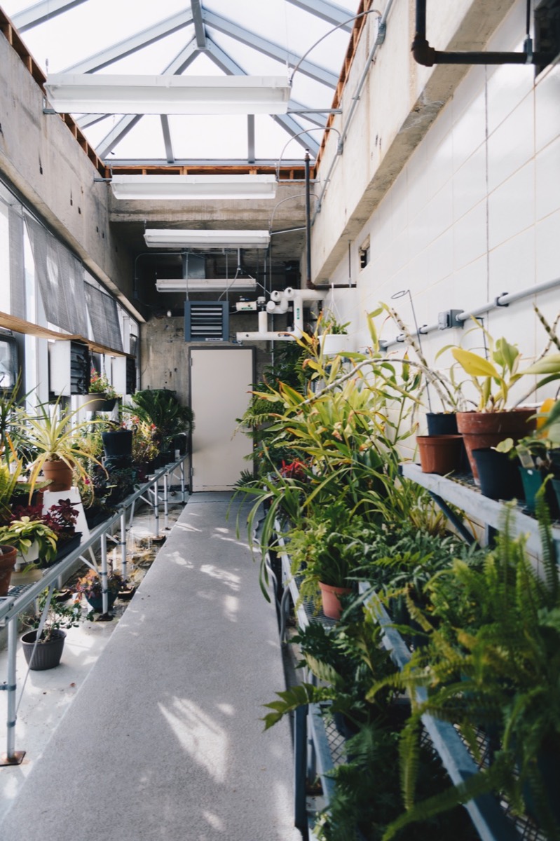 Plant pots arranged on shelves inside a greenhouse