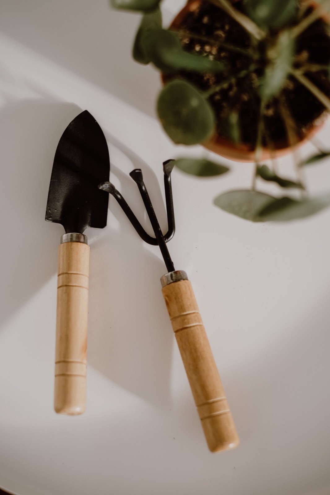 Wooden-handled garden trowel and hand fork beside a potted plant