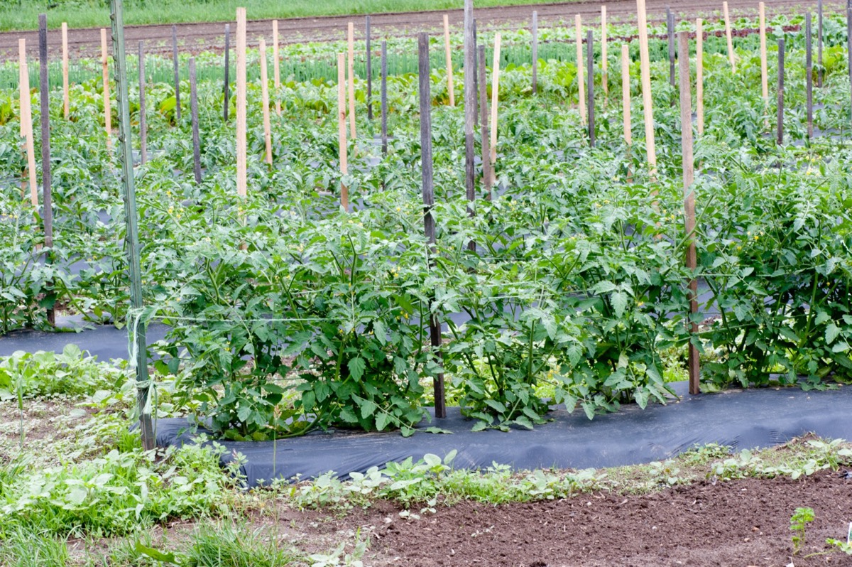 Tomato plants supported by upright stakes and horizontal twine